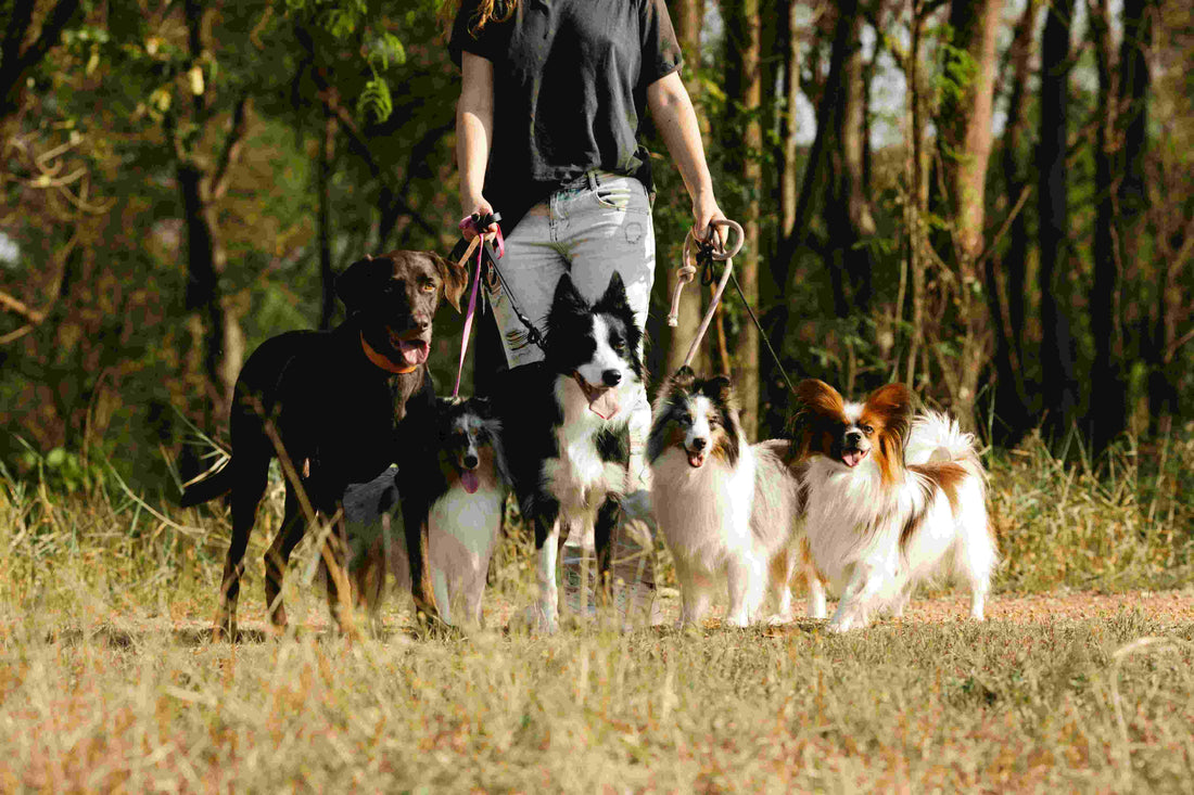 Detoxification for Dogs: Science-Backed Strategies to Support Liver, Kidney, and Overall Health