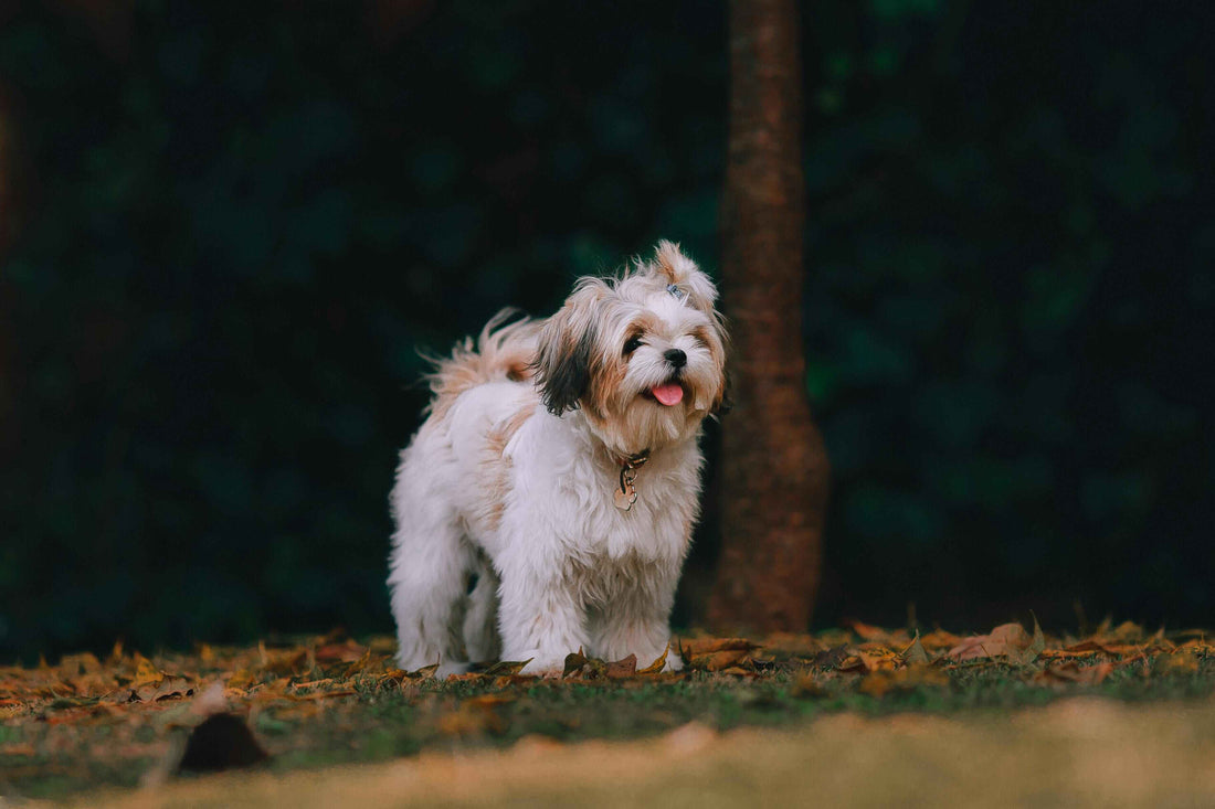 A Complete Guide to Shih Tzus: The Royal Companions