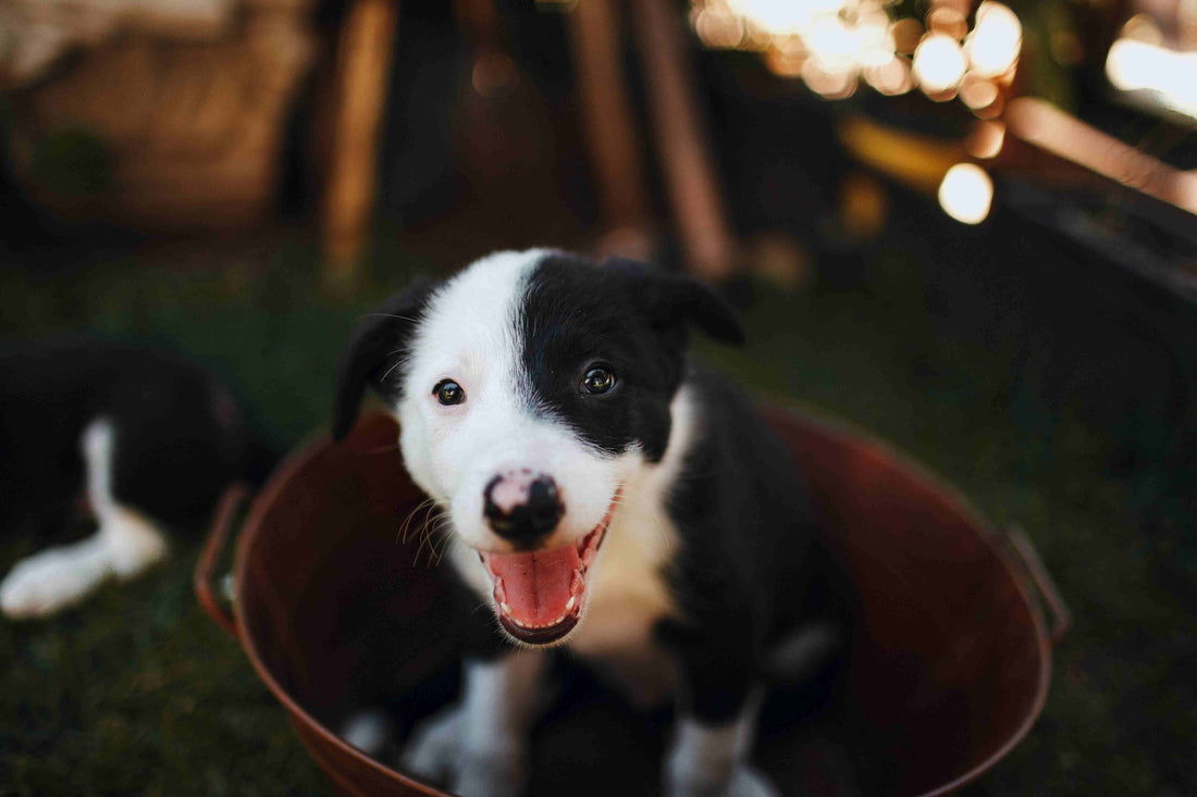Pale Gums in Dogs: A Comprehensive Guide to Causes, Treatment, and Prevention