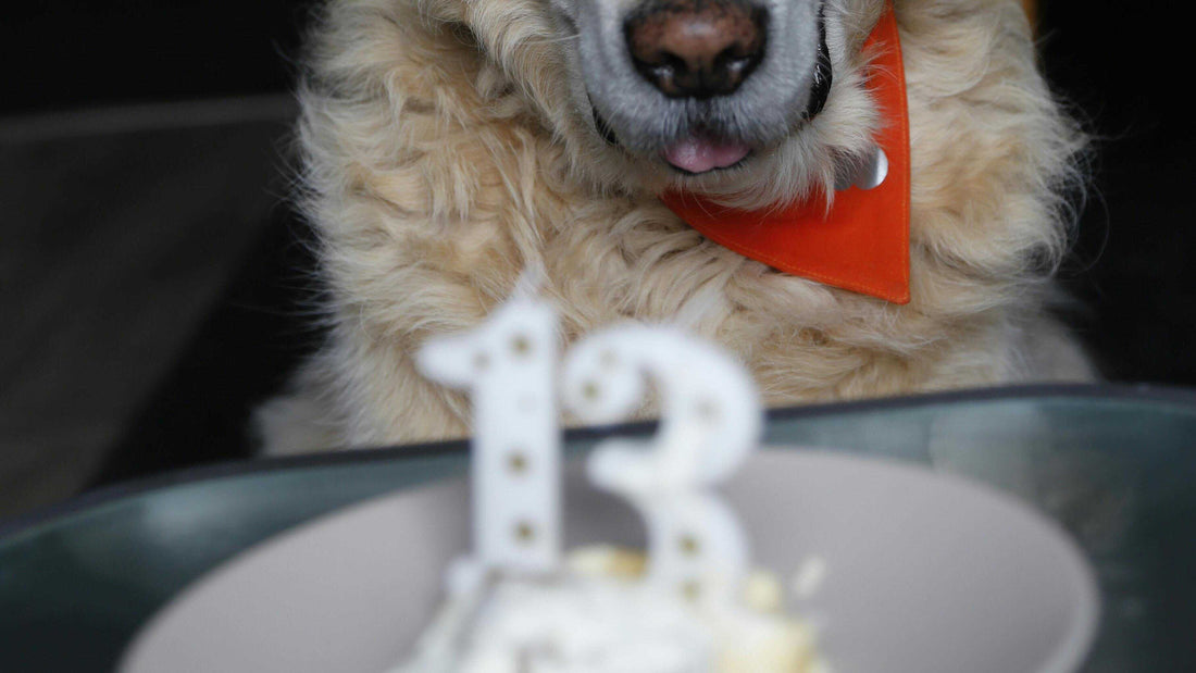 Top 10 Best Dog Foods for Senior Dogs: Nourish Your Aging Companion