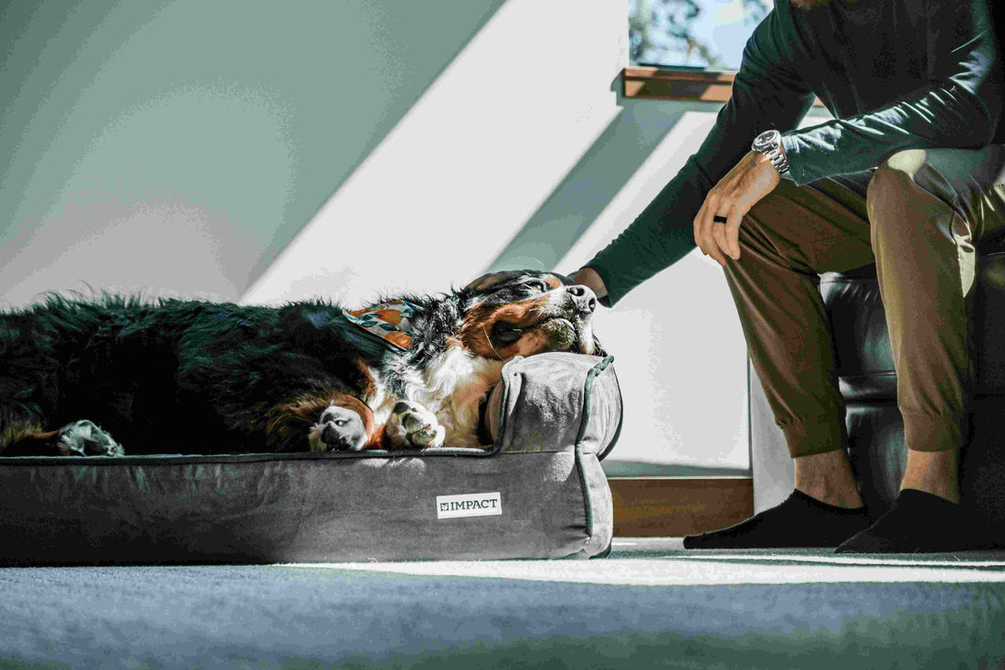 Ultimate Guide to Choosing the Perfect Dog Bed: Comfort, Style, and Health Benefits for Your Furry Friend