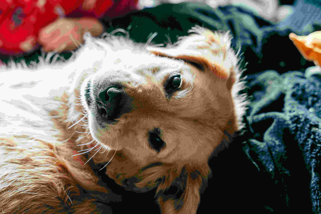 The Complete Guide to Golden Retrievers