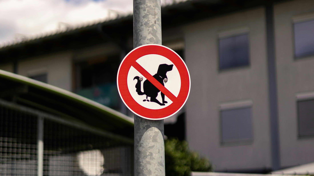 Understanding Abnormal Dog Stool: A Guide to Black Poop, Blood, and Mucus