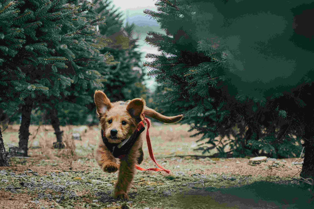 Can Dogs Sweat? Unraveling the Myths and Facts About Canine Cooling Mechanisms