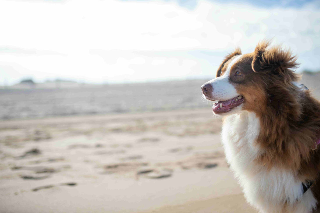 The Ultimate Guide to Australian Shepherds