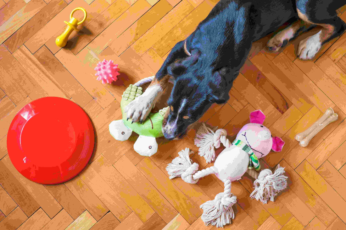 Cognitive Enrichment Toys for Dogs: Science-Backed Strategies to Boost Mental Wellness
