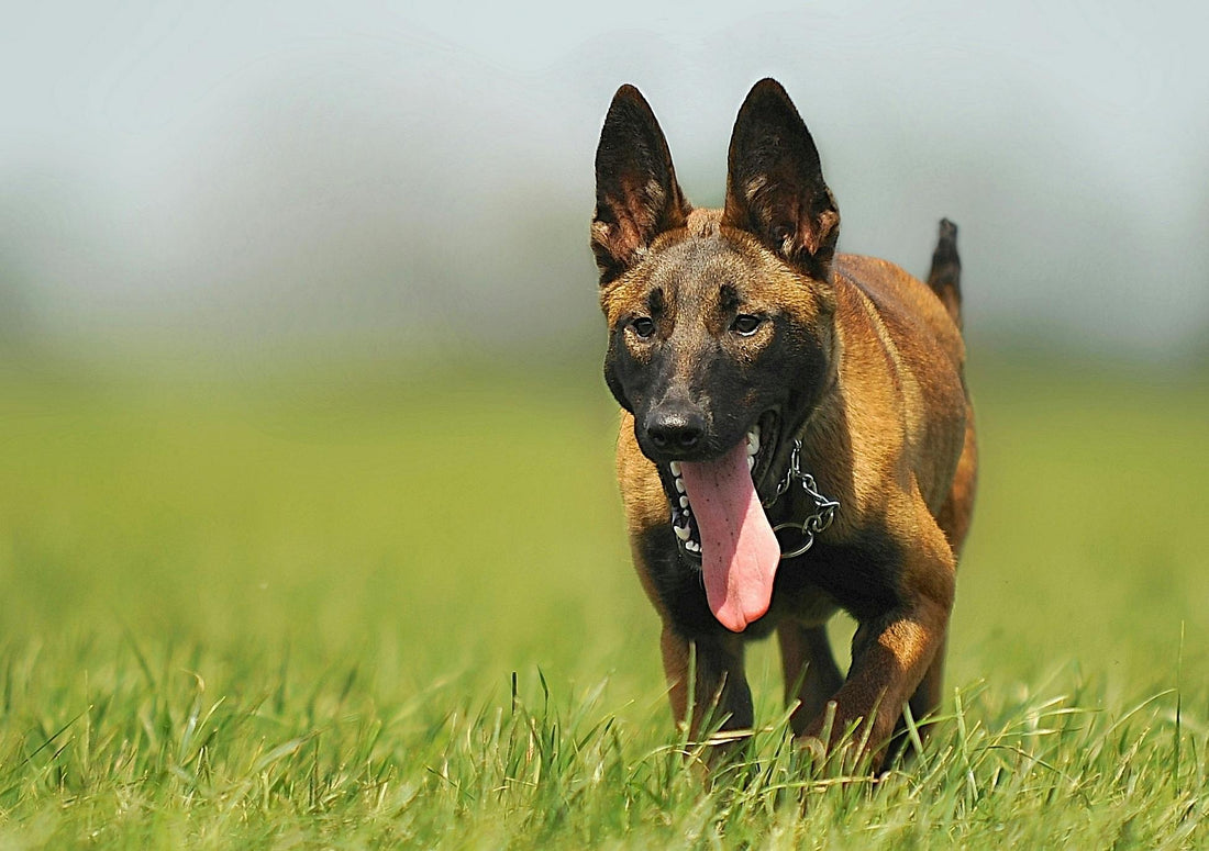 The Comprehensive Guide to Belgian Malinois