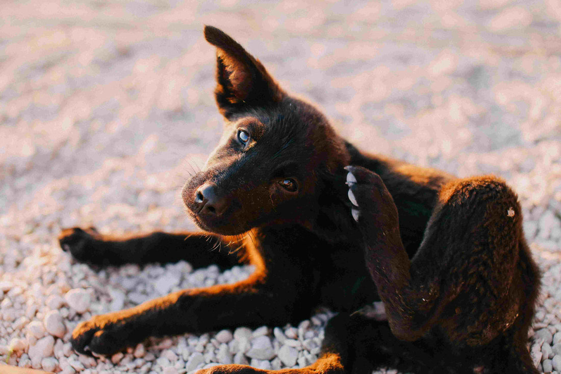 Flea & Tick Prevention for Dogs: A Modern Dog Mom’s Guide to Safe, Effective Solutions