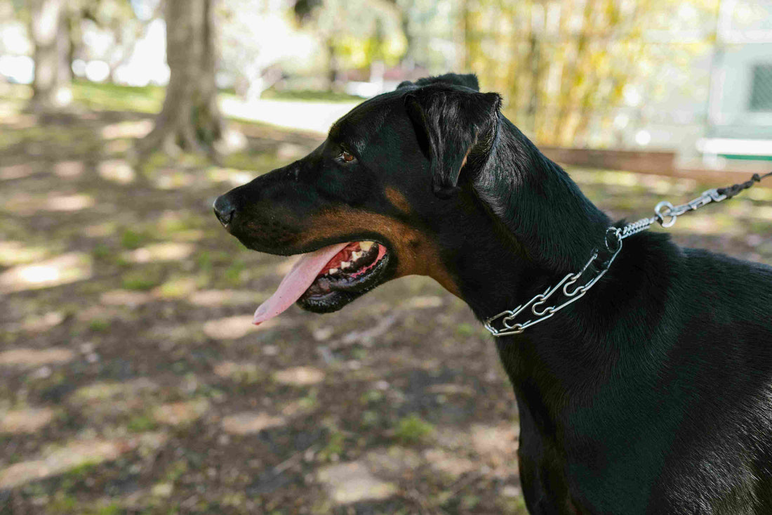 The Comprehensive Guide to Doberman Pinschers: History, Health, and Care