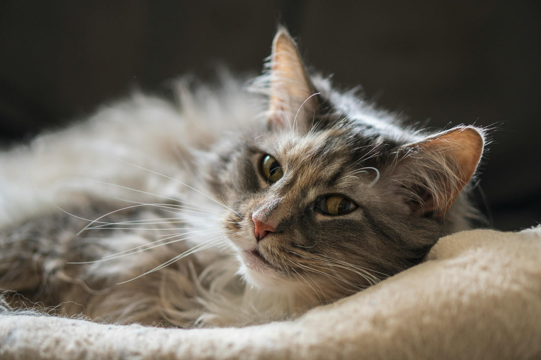 The Essential Guide to Maine Coon Cats