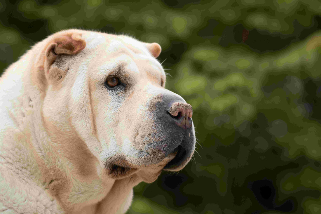 Home Remedies for Dog Itchy Skin: A Comprehensive Guide for Modern Dog Moms