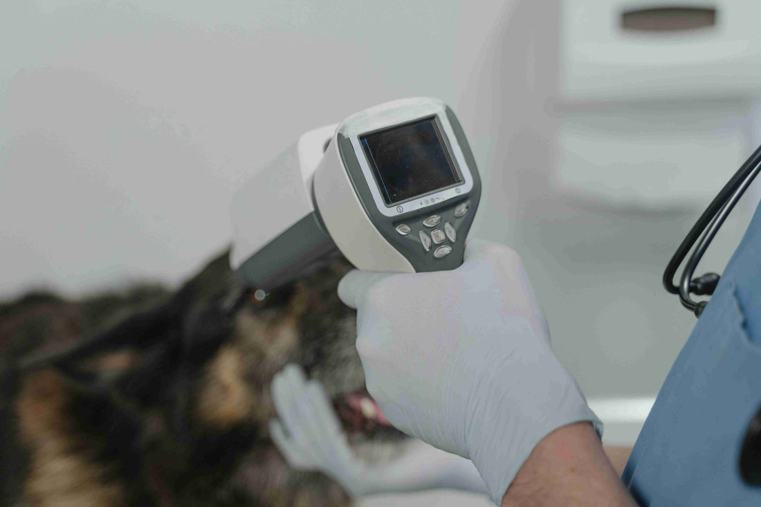 Holistic Dog Care 101 - Part 3: Integrative Vet Care for Dogs