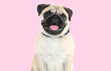 Easy ways to teach your dog tricks