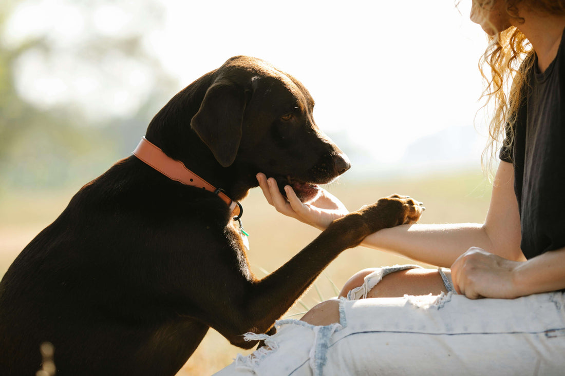 Daily Care for Dogs: A Complete Guide to Keeping Your Pup Healthy and Happy