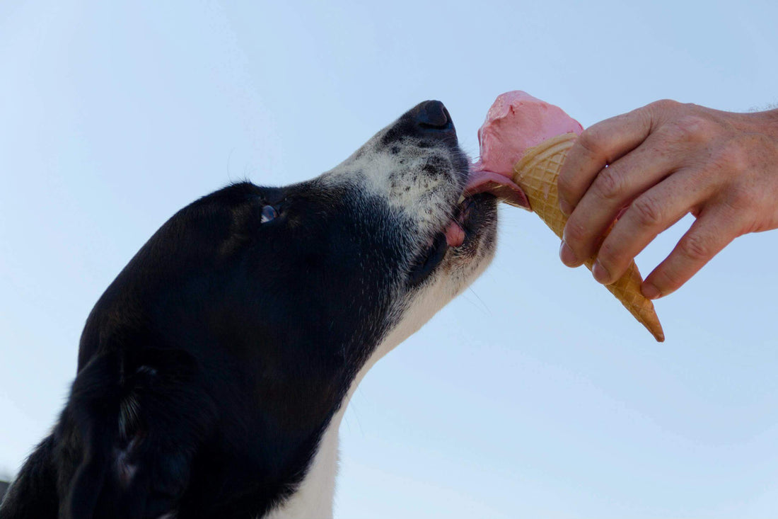 What helps dog digestion