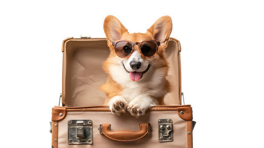 Top Pet-Friendly Travel Destinations in the USA