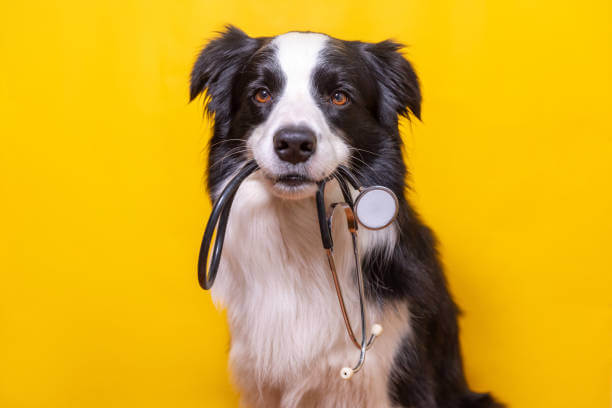 Must-Have Supplements for Traveling Pets: Safety and Health