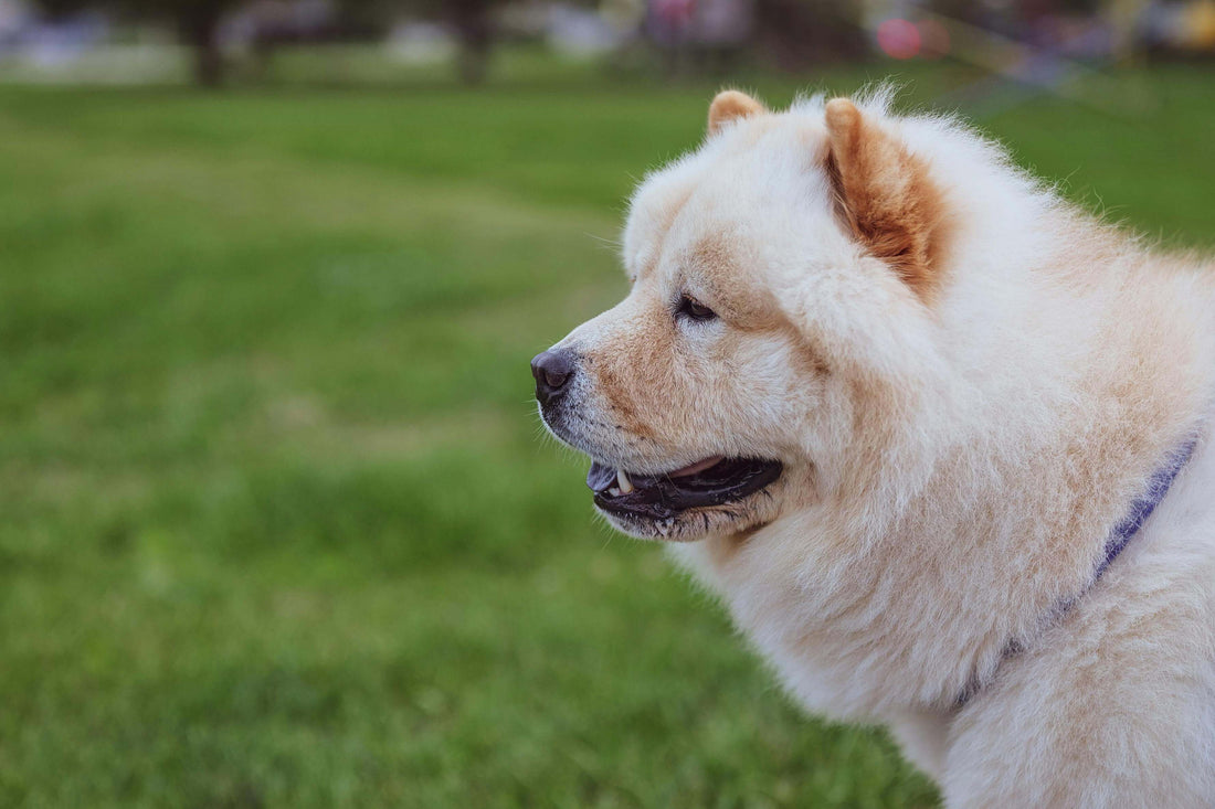 Chow Chow: The Dog Breed with a Regal Past and Unique Traits