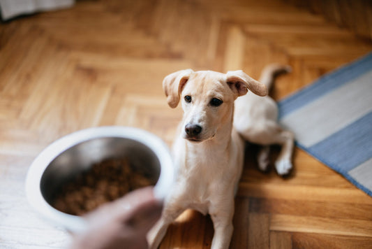 What Is Good for Dog Gut Health?