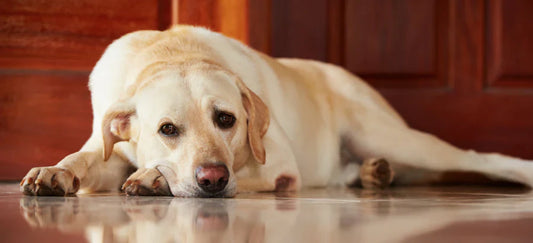 What Helps Dog Gut Health?