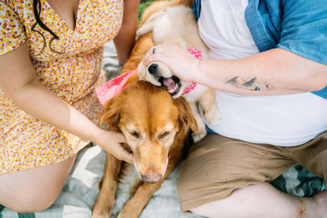 Dogs That Are Hypoallergenic: The Best Breeds for Allergy Sufferers