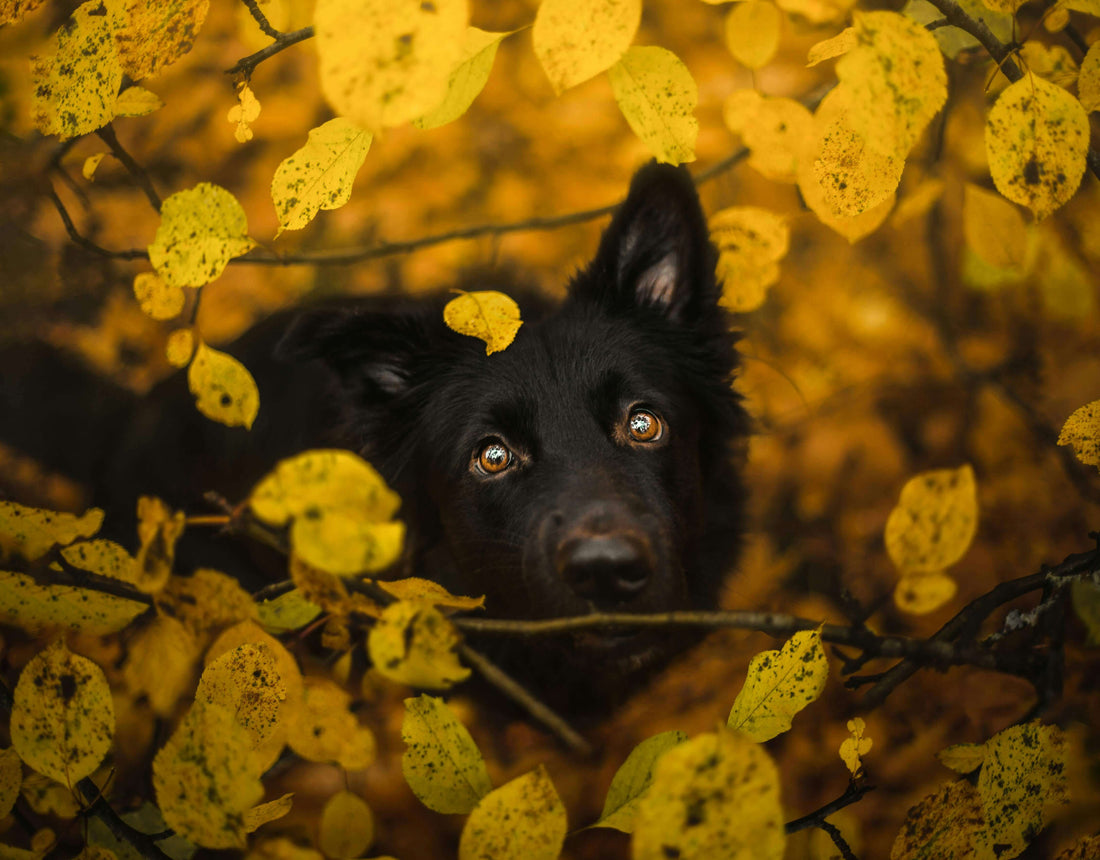 How Dogs See the World: Understanding Dog Color Vision