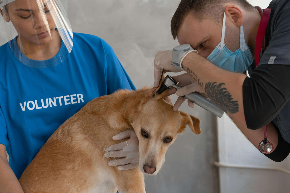 Dog Ear Infections: Causes, Prevention, and Effective Treatment