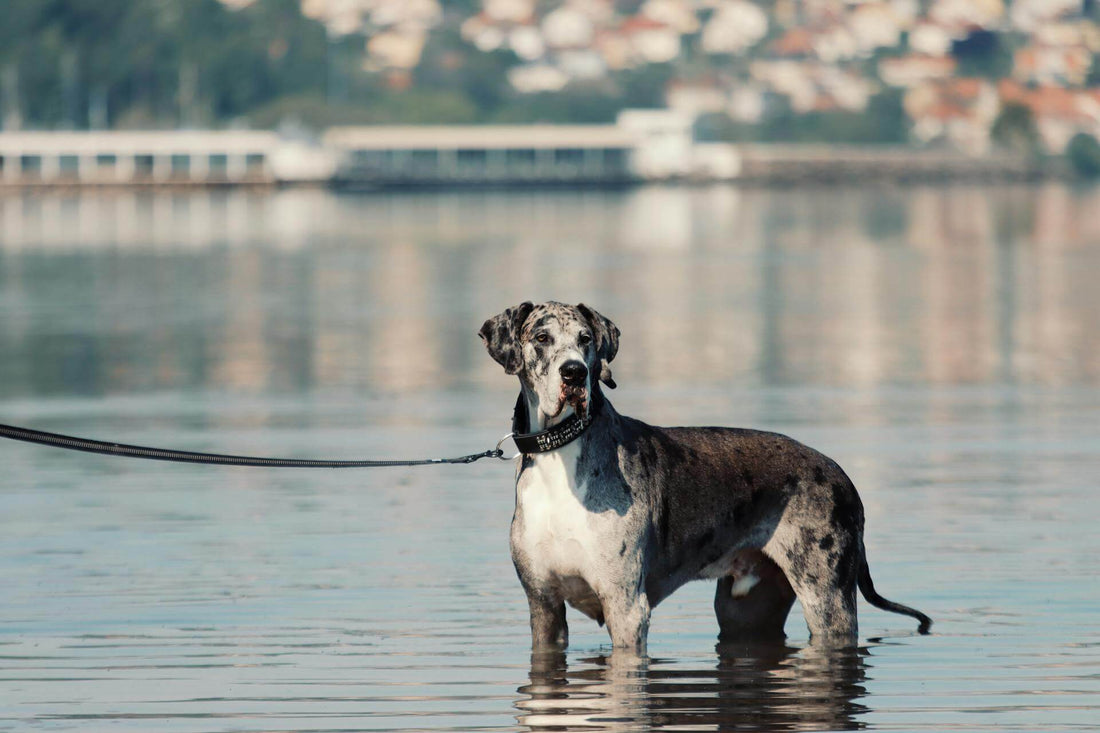 The Great Dane: How It Compares to Other Giant Breeds