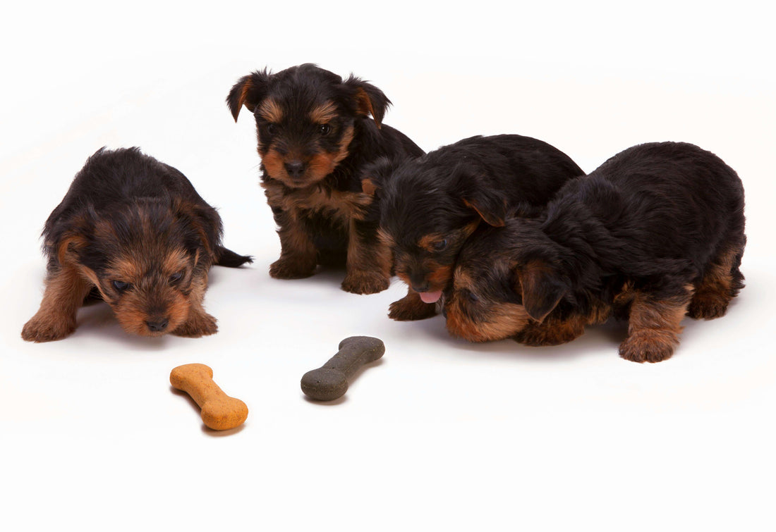 The Ultimate Guide to Choosing the Best Dog Food