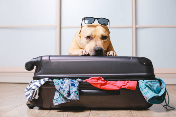 The Ultimate Guide to Traveling with Your Dog in 2024: Tips and Tricks