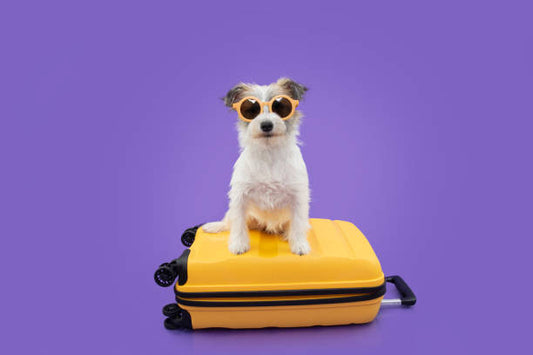 How to Prepare Your Dog for a Long Flight: A Comprehensive Checklist