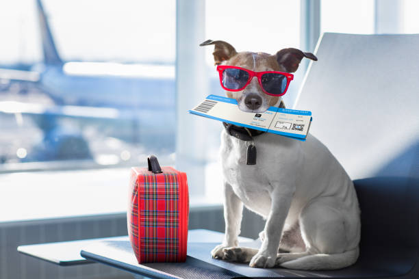 Understanding the Latest USA Pet Travel Regulations: What You Need to Know