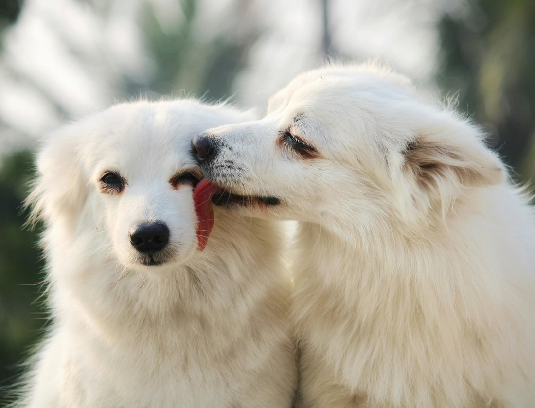 Understanding Dog Anxiety: A Comprehensive Guide for Pet Owners