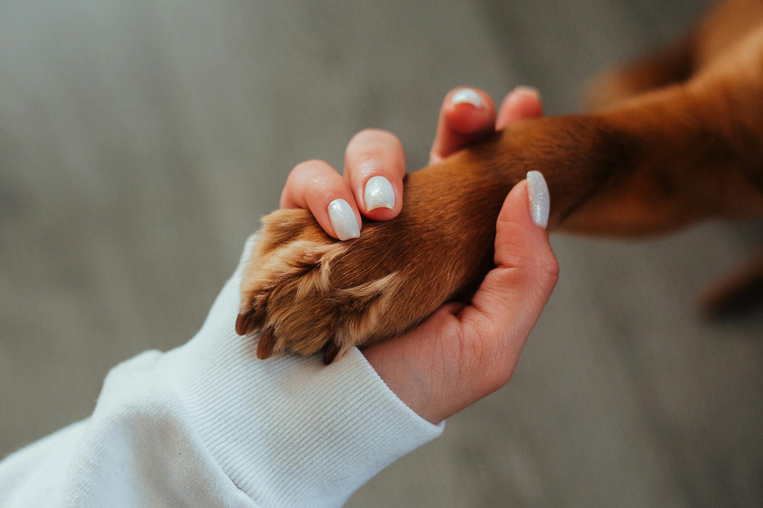 Understanding Your Dog's Yellow Vomit: Causes, Solutions, and When to Worry