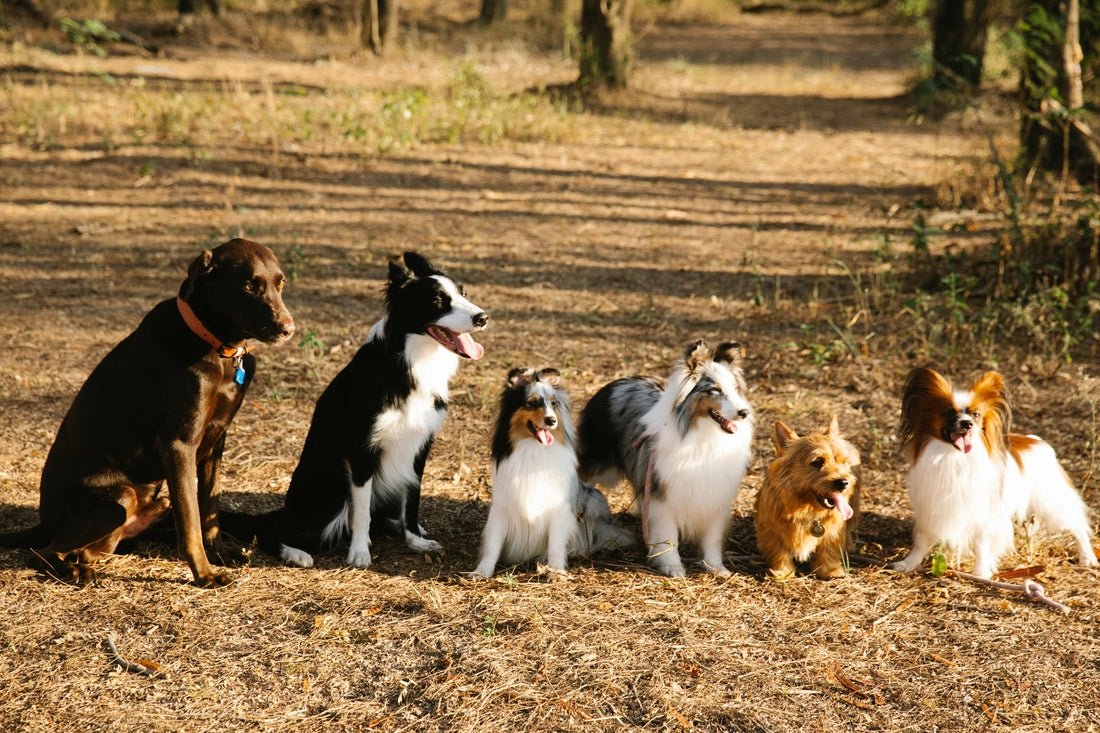 The Complete Guide to a Dog's Life Cycle: From Puppy to Senior