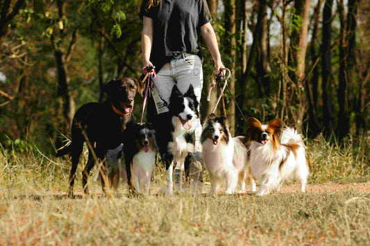 Detoxification for Dogs: Science-Backed Strategies to Support Liver, Kidney, and Overall Health