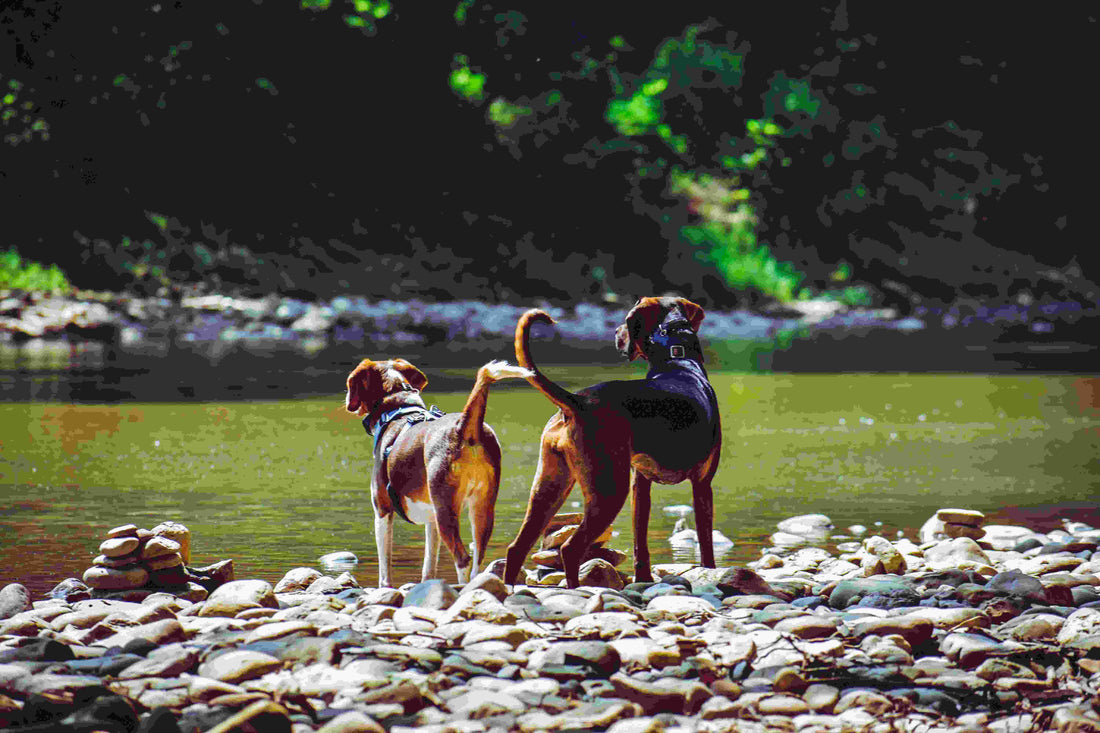 Holistic Dog Care 101 - Part 1: Science-Backed Dog Wellness