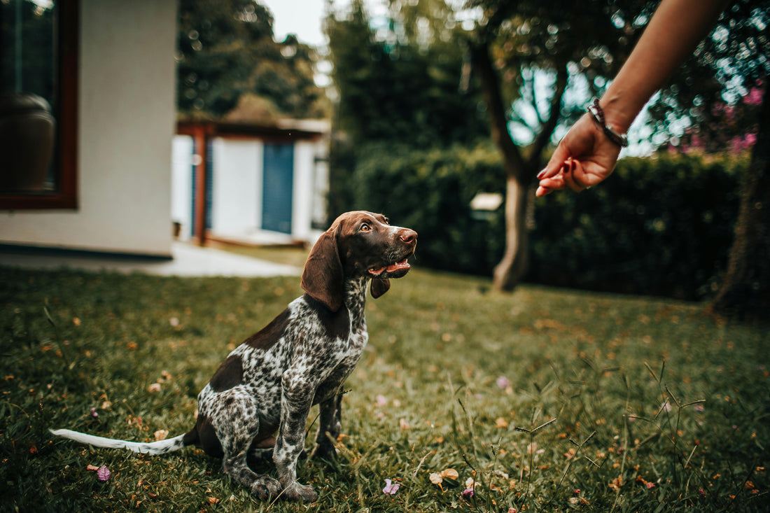 Mastering the Art of Dog Barking Training: Proven Techniques for a Peaceful Home