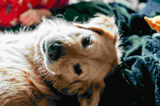 The Complete Guide to Golden Retrievers