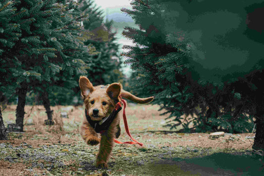 Can Dogs Sweat? Unraveling the Myths and Facts About Canine Cooling Mechanisms