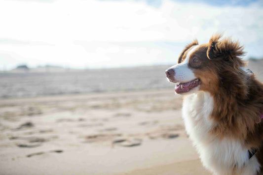 The Ultimate Guide to Australian Shepherds
