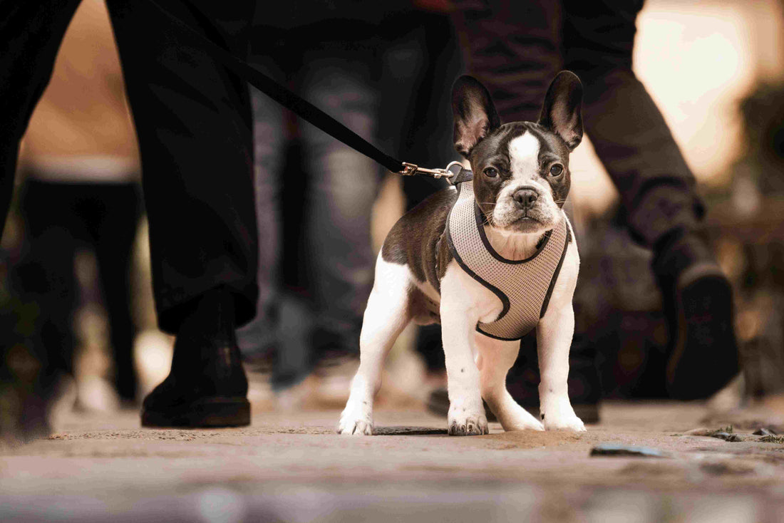 A Comprehensive Guide to Bulldogs and French Bulldogs
