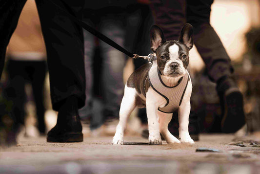 A Comprehensive Guide to Bulldogs and French Bulldogs