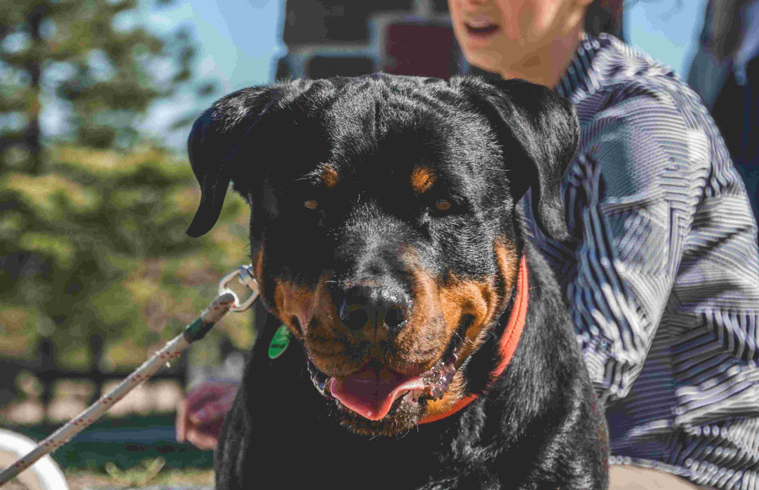 Fascinating Facts About Rottweilers: The Loyal Guardians
