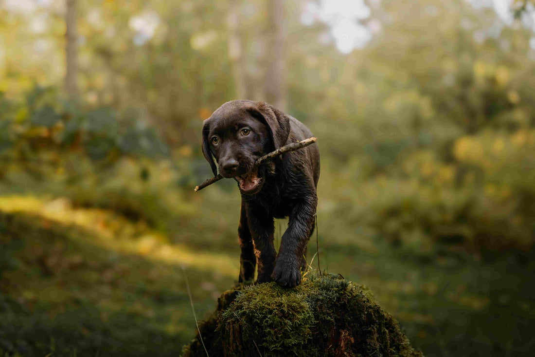 Holistic Dog Care 101 - Part 2: Natural Remedies for Dogs