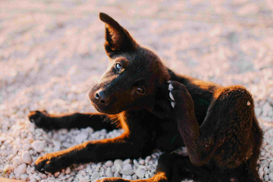 Flea & Tick Prevention for Dogs: A Modern Dog Mom’s Guide to Safe, Effective Solutions