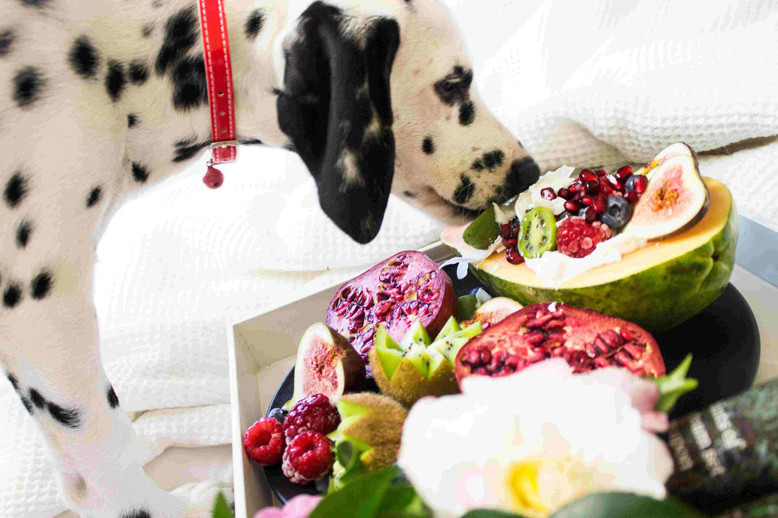 Best Dog Foods for Diabetic Dogs: A Complete Guide to Keeping Your Pup Healthy and Happy