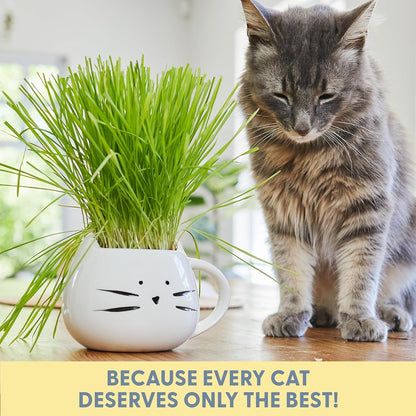 Organic Cat Grass for Indoor Cats  Growing Kit with Organic Seed Mix Soil and White Cat Planter. Natural Hairball Control and Digestion Remedy