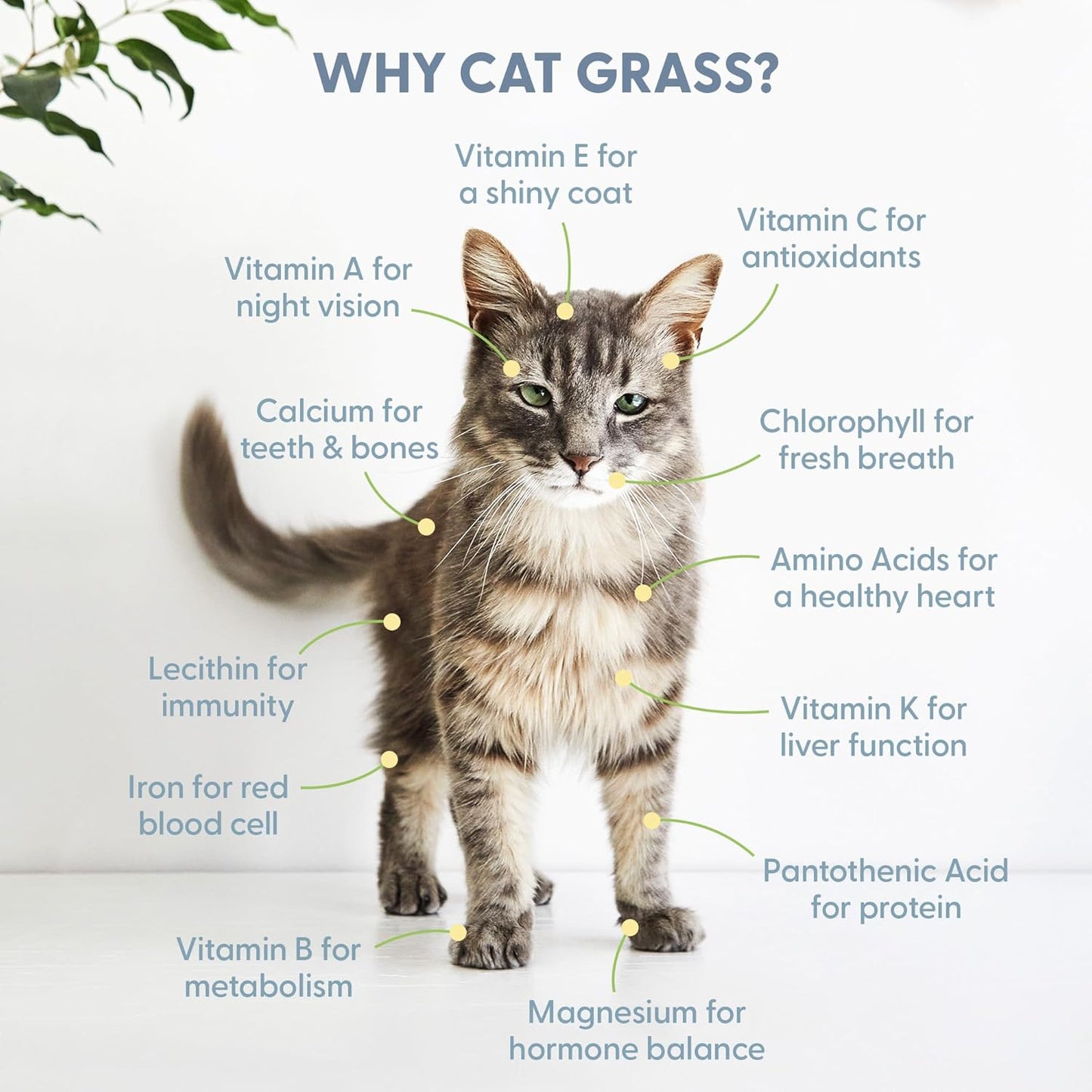 Organic Cat Grass for Indoor Cats  Growing Kit with Organic Seed Mix Soil and White Cat Planter. Natural Hairball Control and Digestion Remedy